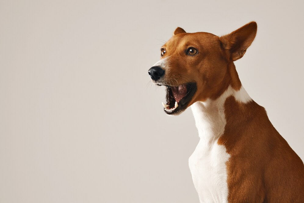 ansiedad en perros