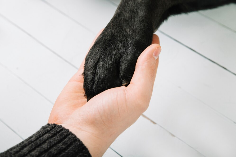 Adopción de perros