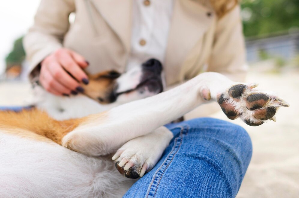 Cuidado de perros