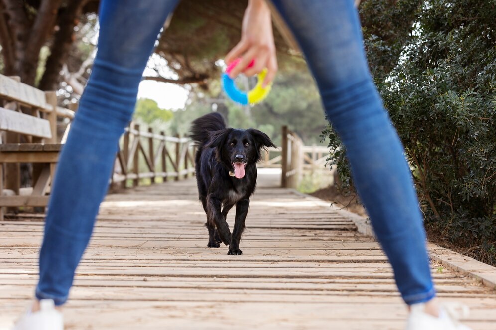 entrenamiento de perros