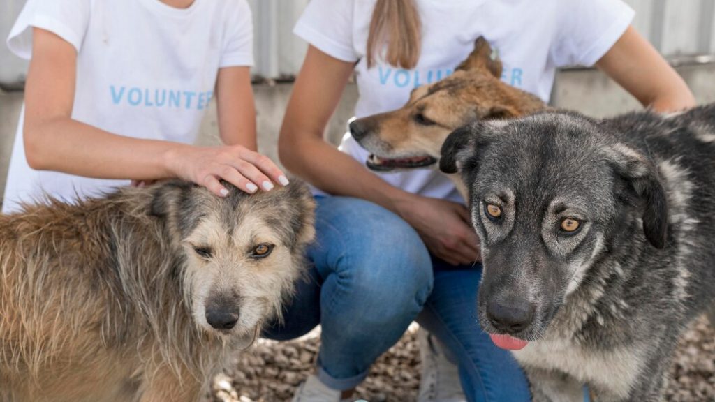 Protectoras de animales