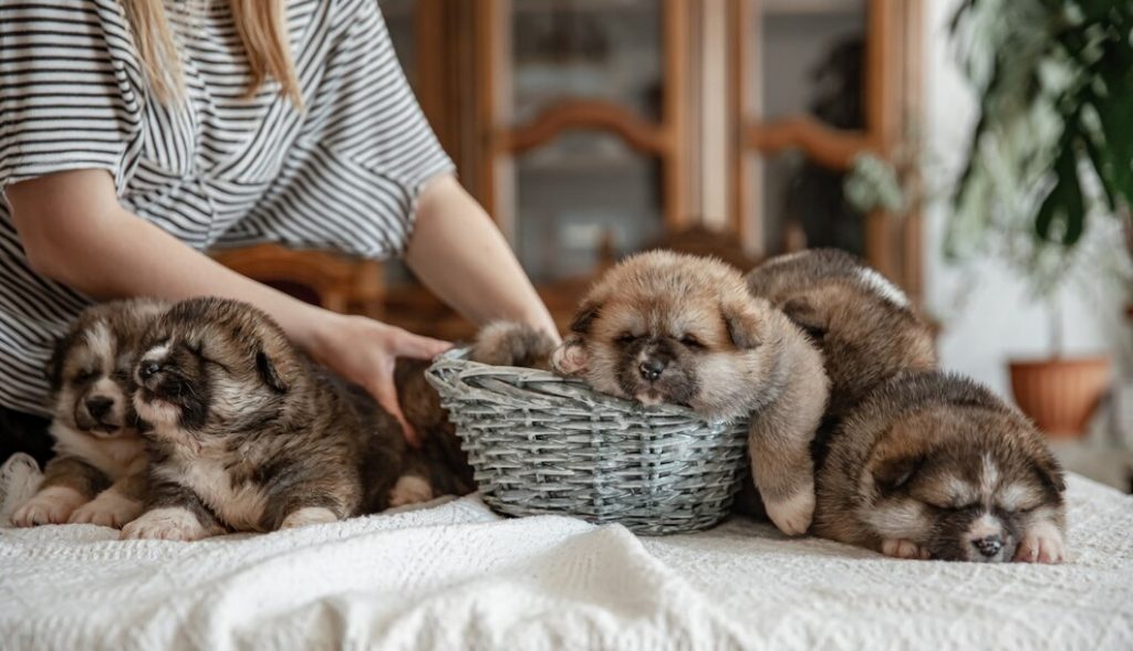 socialización de cachorros