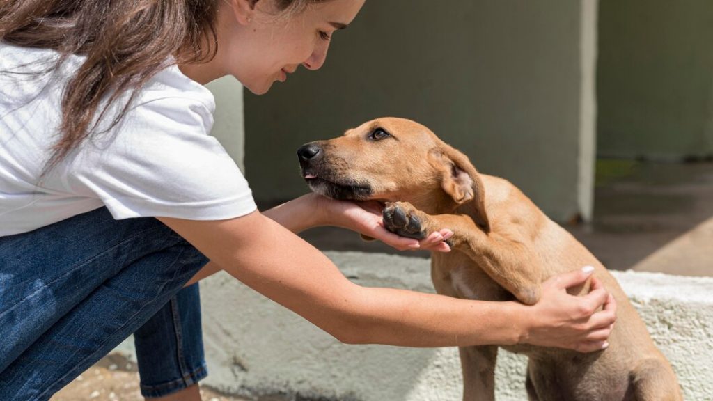 adoptar perro