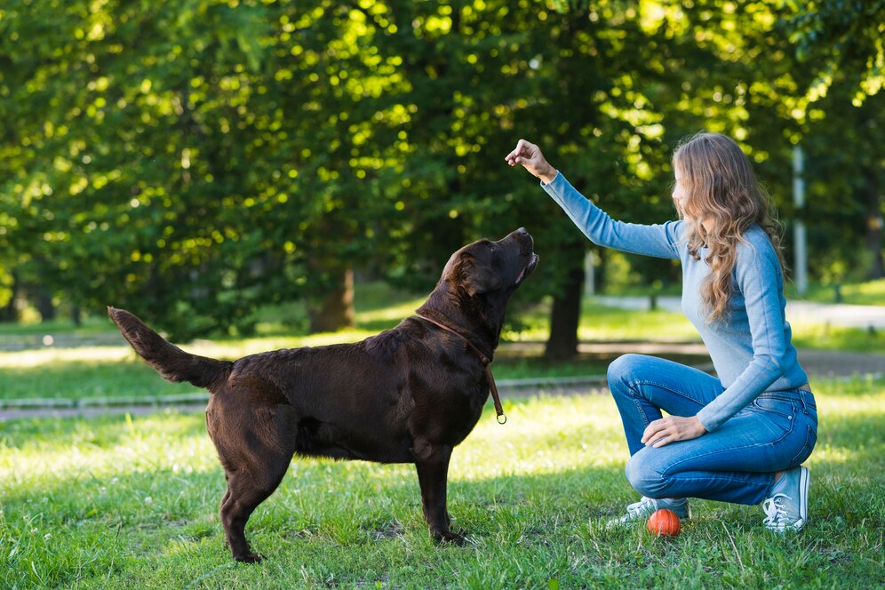 entrenamiento de perros