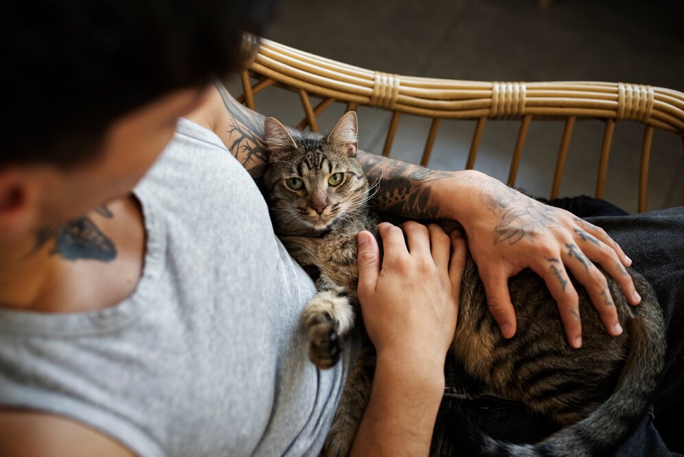 adopción de gatos